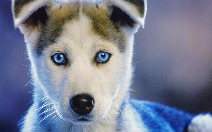 white and black Siberian husky puppy, blue-eyed, baby, sled Dog
