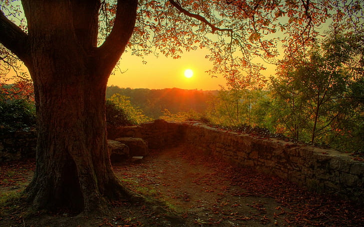 Sun, trees, nature, landscape, sunset, HD wallpaper