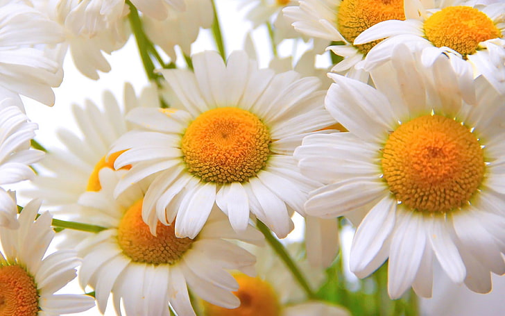 Chamomile Daisy Flower White Yellow Flowers Flowers Photos Close Up Hd Wallpaper Download For Mobile And Tablet 3840×2400