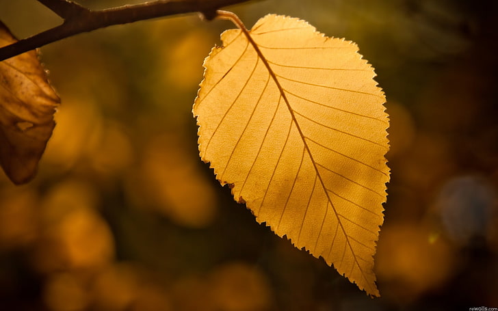 brown leaf, macro, nature, leaves, fall, autumn, tree, forest