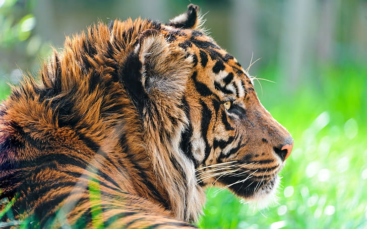 HD wallpaper: tiger, Animal, animals, 2560x1600, Beautiful, 4K | Wallpaper  Flare