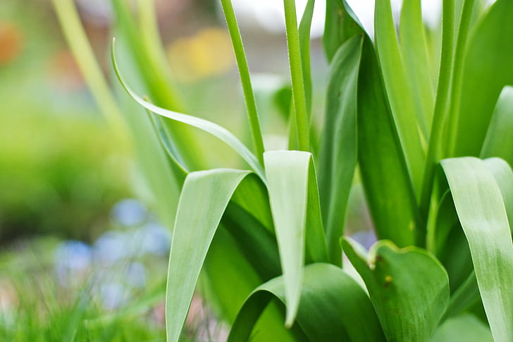 close-up photo of green leaf plant at daytime, Stem, Lovin, Tulips, HD wallpaper