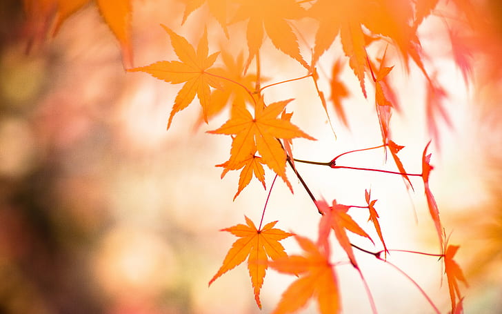 brown leaves, momiji, momiji, Maple, Japan, autumn  fall, orange, HD wallpaper