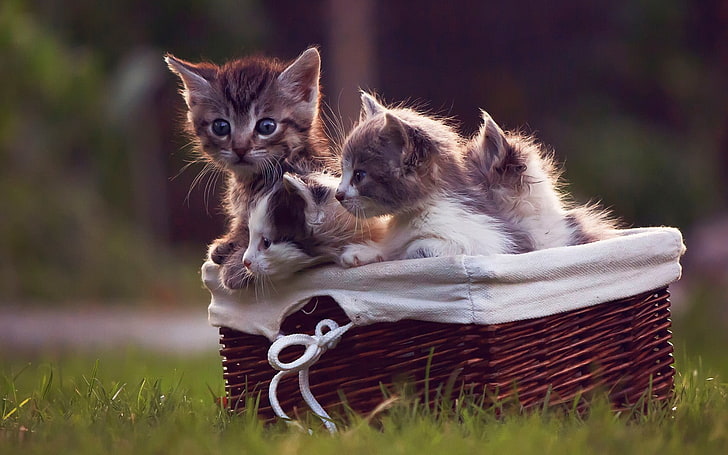 three gray short-coated kittens, animals, cat, baskets, grass, HD wallpaper
