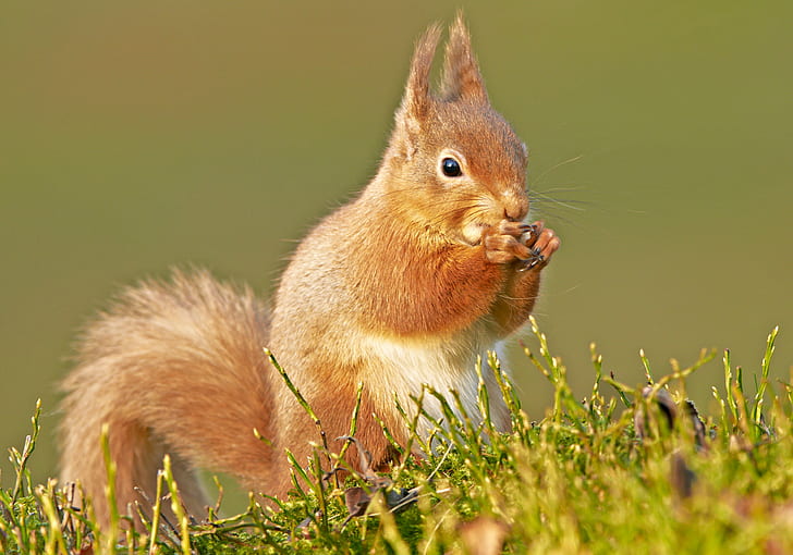 brown squirrel on green yard, red squirrel, red squirrel, scotland, HD wallpaper
