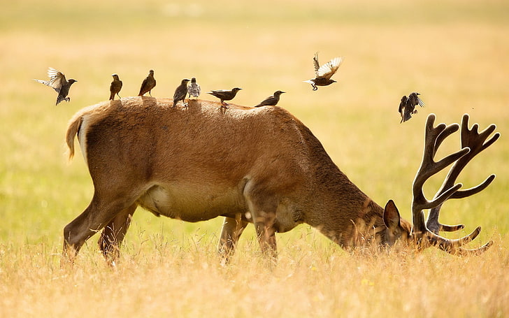 brown buck, deer, birds, grass, nature, friendship, animal, animal themes, HD wallpaper