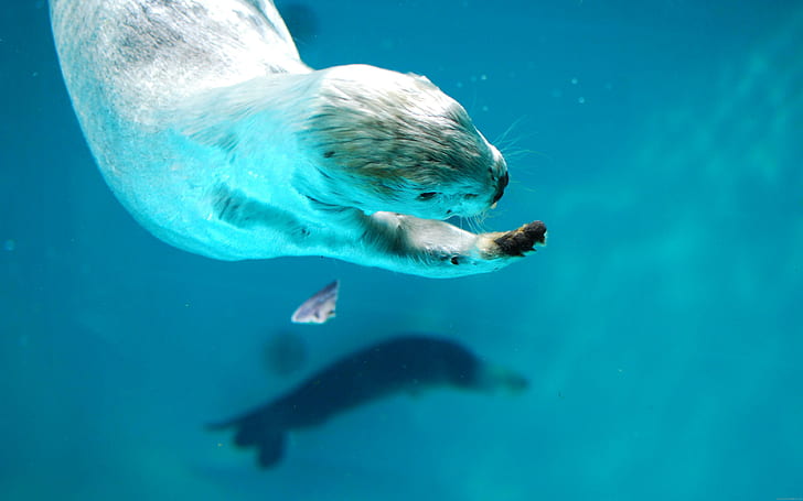 Sea otter swiming, sea lion, animal, HD wallpaper