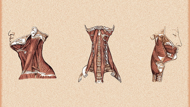 Featured image of post Wallpaper Anatomia Tumblr / Pagina creada con el propósito de compartir recursos y herramientas para el anatomía.