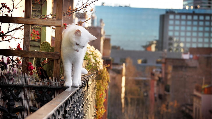 short-fur white cat, depth of field, balcony, plants, animals, HD wallpaper