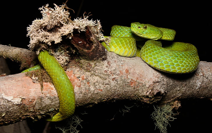Green Snake  Bothriechis Marchi National Park Cusuco Sierra Del Merendón Honduras Central America Hd Wallpapers For Mobile Phones 2560×1600, HD wallpaper