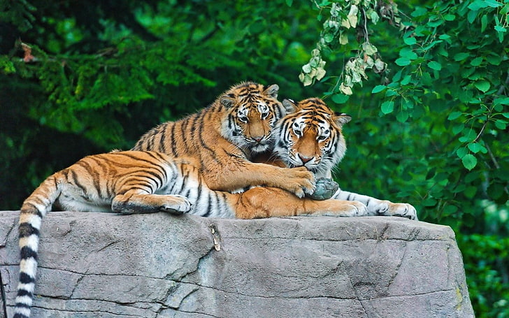 tiger, animals, big cats, feline, mammal, animal themes, animal wildlife, HD wallpaper