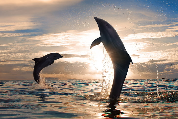 HD wallpaper: dancing dolphins desktop wallpaper, sea, the sky, the sun,  clouds | Wallpaper Flare