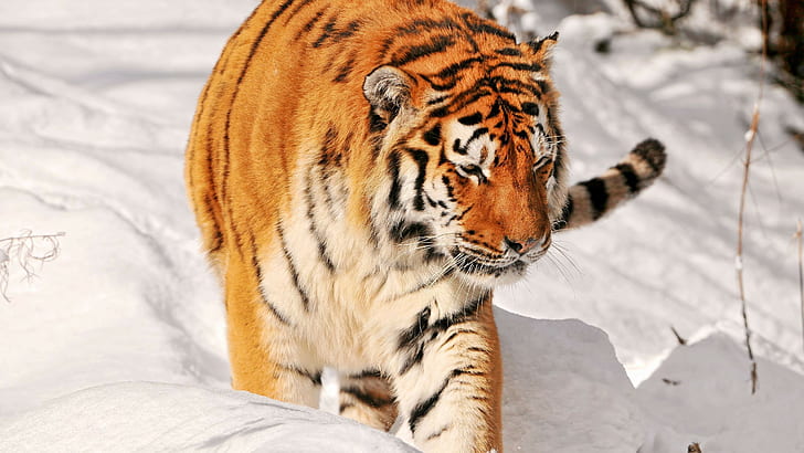 animals, tiger, snow