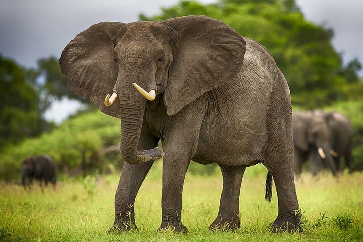 Africa elephants, grey elephant, animals, elephant tusks, savannah, HD wallpaper