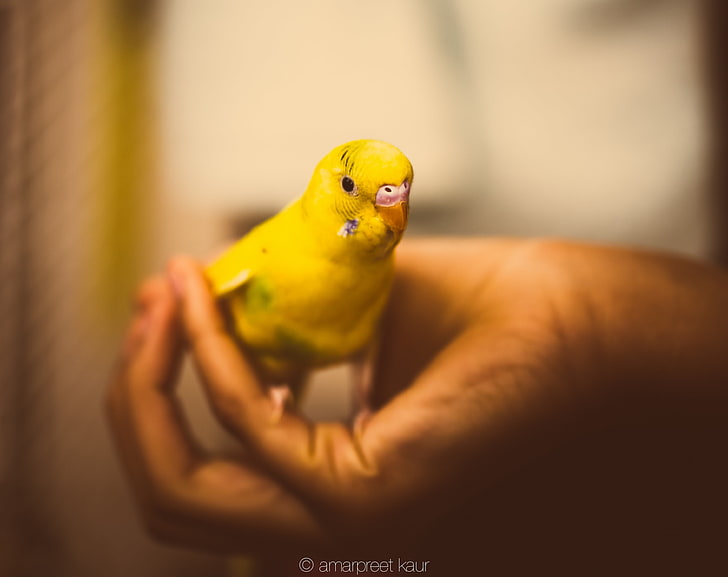 Parakeet, yellow and black budgerigar, Animals, Birds, Hand, Parrot