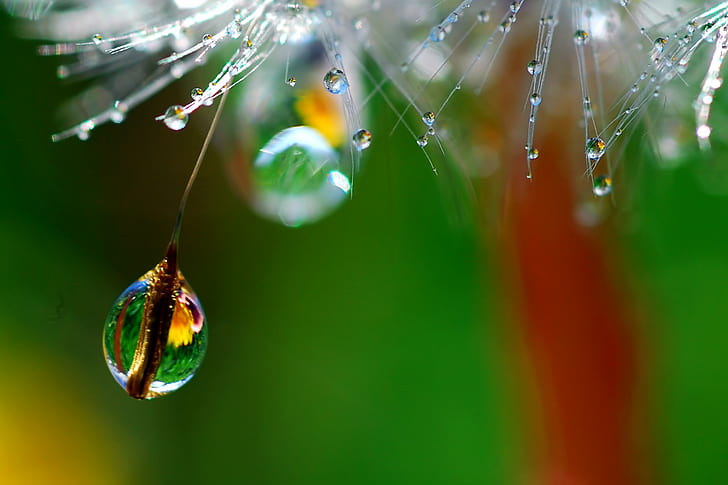 selective focus photography of water drop let, angle, waterdrop, HD wallpaper