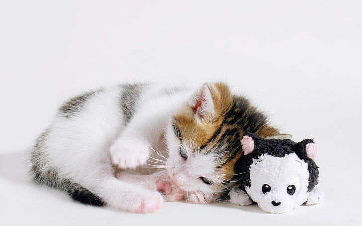 Cute Kitten & Pa Toy, skyphoenixx1, picture, fantastic, nice, HD wallpaper