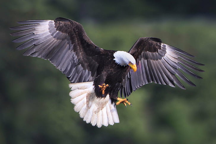 shallow focus photography of Bald Eagle, bird, eagle - Bird, wildlife, HD wallpaper
