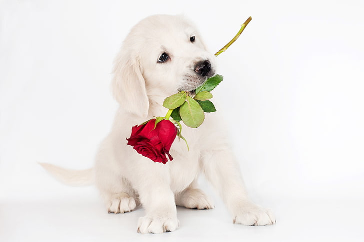HD wallpaper: light golden retriever puppy, photo, Rose, Dog, Animals, pets  | Wallpaper Flare