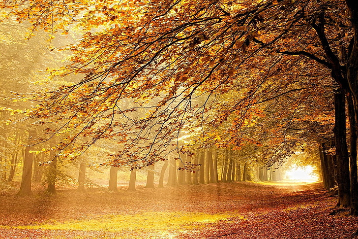 beige trees wallpaer, autumn season forest, fall, sunbeams, mist