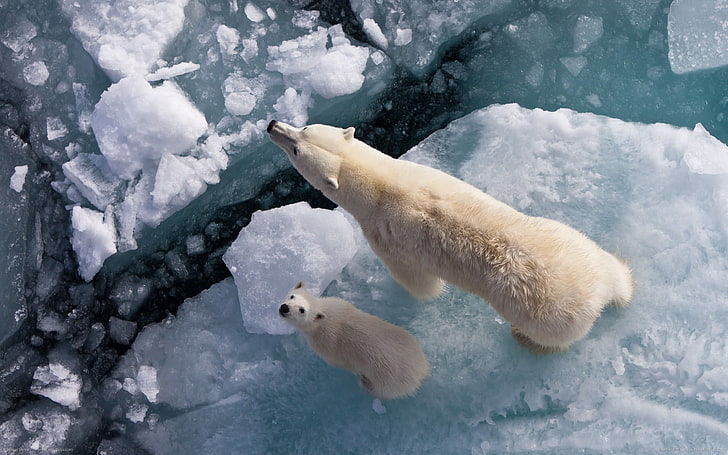 two polar bears, cubs, ice, looking up, baby animals, Arctic, HD wallpaper