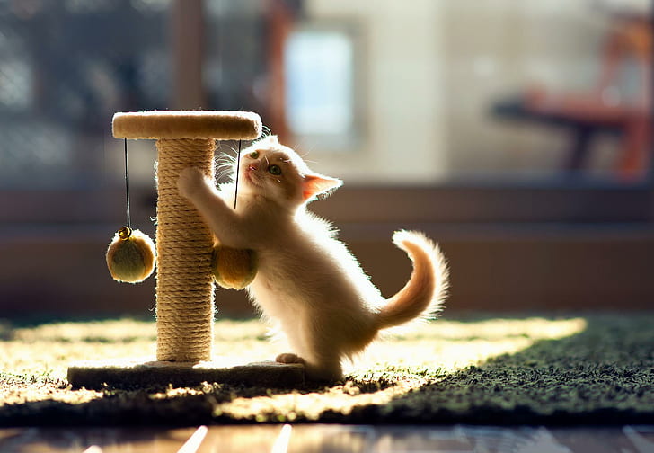 *** Playful Kitten ***, white kitten and cat scratch post, cats