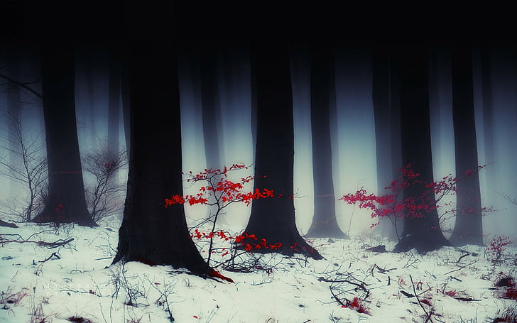 Trees Forest Snow Winter HD, red flowers, nature
