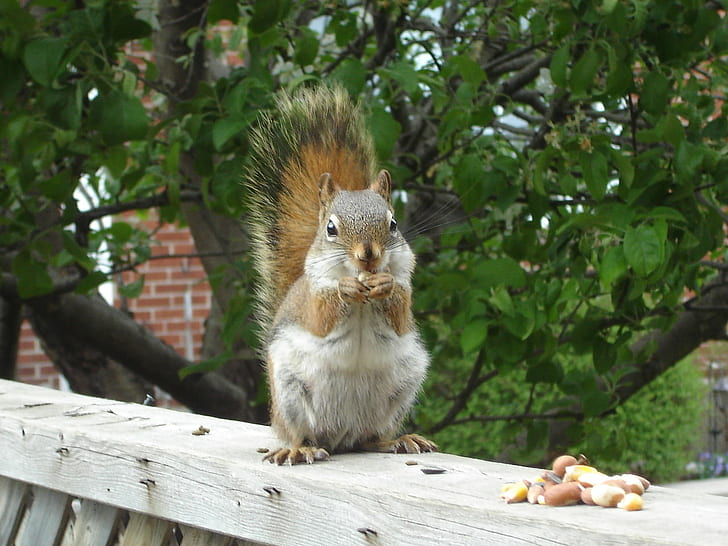 Squirrel eating nuts, red squirrel, red squirrel, animals, wildlife