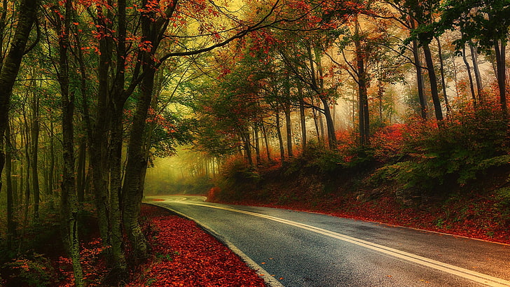 gray road in between trees wallpaper, nature, photography, landscape