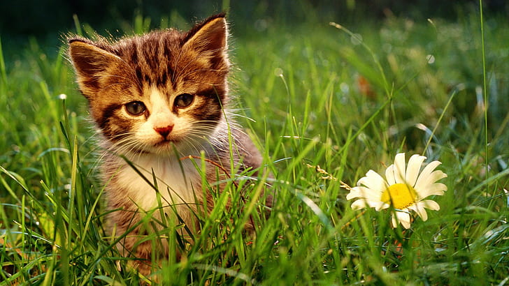 cat, flowers, animals, grass, HD wallpaper
