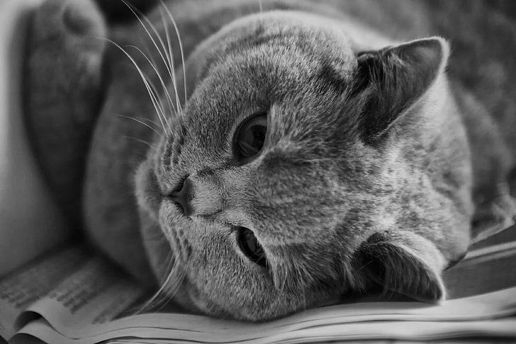 adorable, animal, black and white, british shorthair, cat, cat face, HD wallpaper