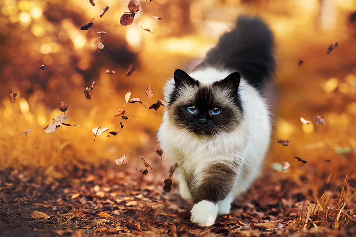 long-coated white and black cat, autumn, leaves, fluffy, domestic Cat, HD wallpaper
