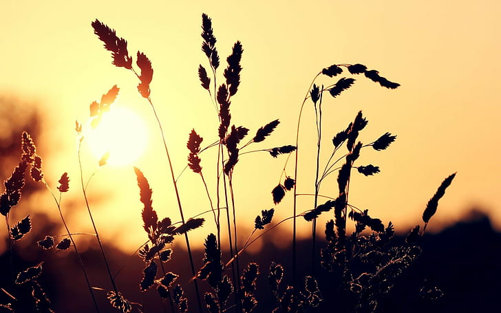 nature, plants, photography, depth of field, sunset, HD wallpaper
