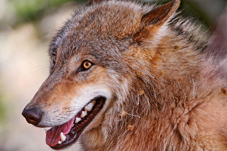 close-up photo of brown and gray fur animal, wolf, portrait, canid
