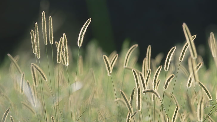 selective focus photography of green grass field, spikelets, nature