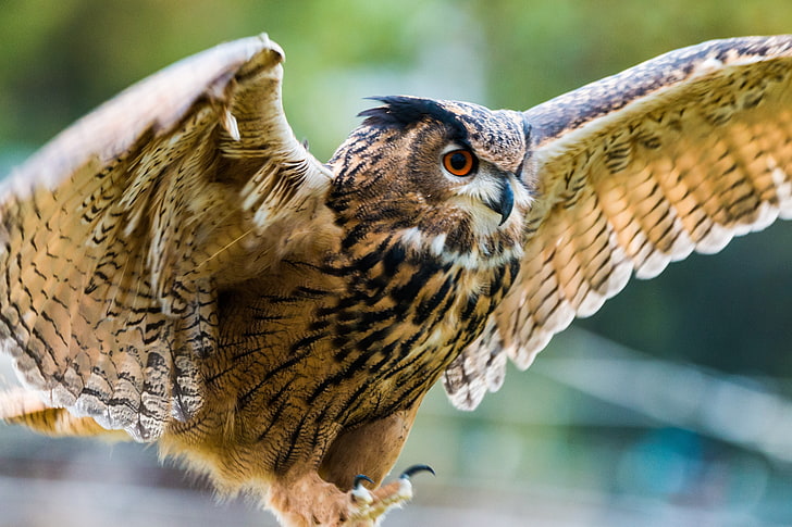brown and beige owl, eagle-owl, bird, predator, wings, flapping