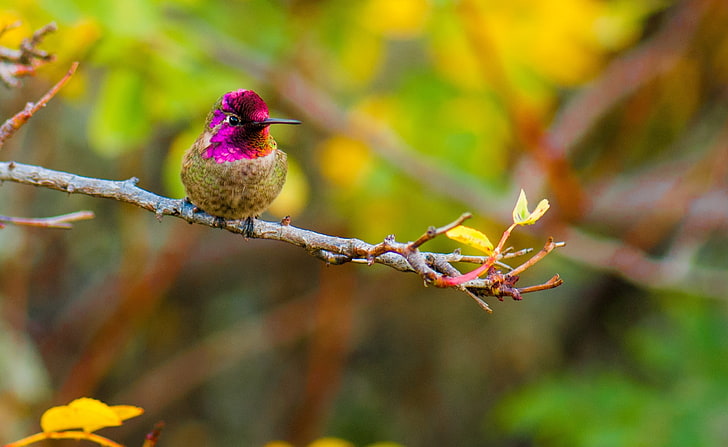 Anna's Hummingbird Perched on a Branch, Animals, Birds, Nature