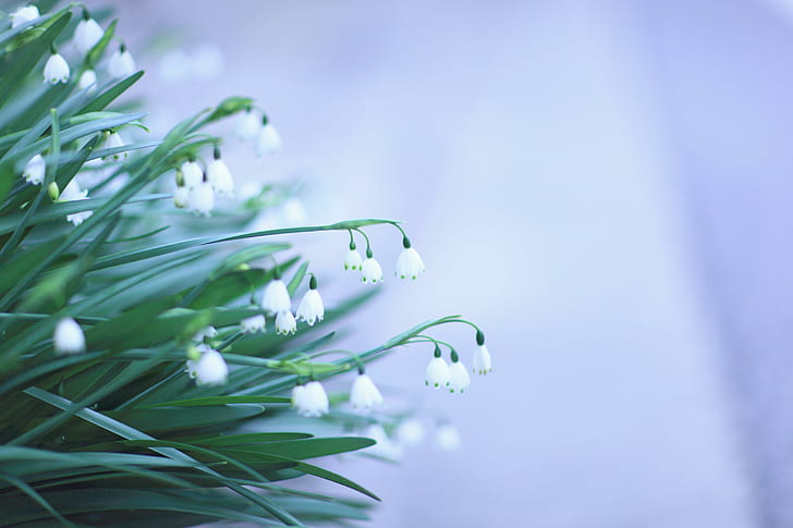 Snowdrops Flowers, white summer snowflake flower, HD wallpaper