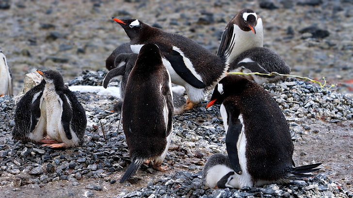 animals, nature, penguins, birds, group of animals, animal themes, HD wallpaper