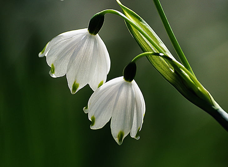 two white flowers, pair, snowdrops, Galanthus nivalis, Bulbs