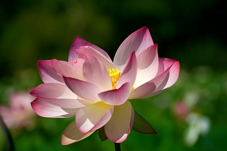 red and white lotus flower, lotus blossom, lotus blossom, nature