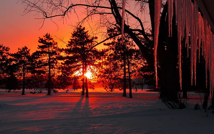 Dusk, winter, snow, trees, icicles, sunset
