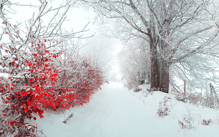 HD wallpaper: nature, beautiful, snow, christmas, tree, Landscape, winter |  Wallpaper Flare