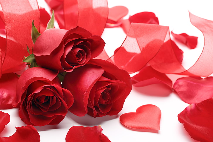 three red roses, flowers, valentine's day, rose - Flower, love, HD wallpaper