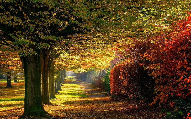 landscape, trees, park, plant, autumn, growth, nature, change, HD wallpaper