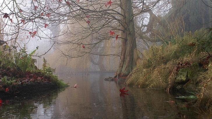 misty, river, tree, england, autumn, fog, cumbria, united kingdom
