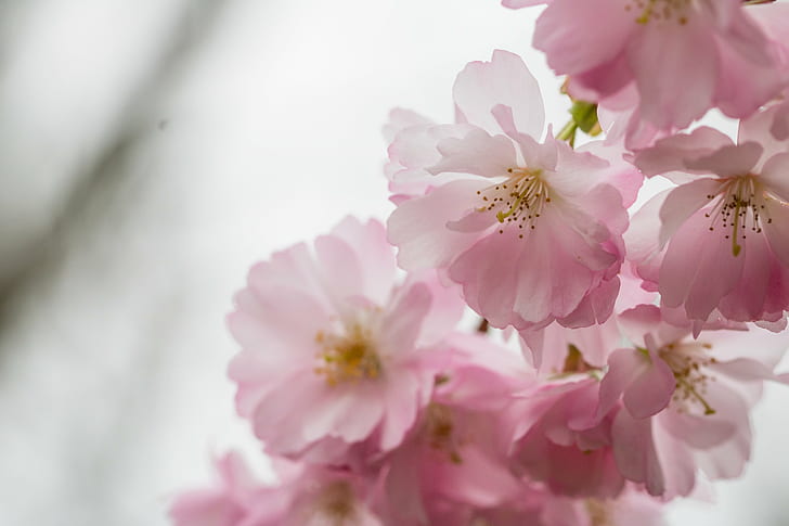 selective photography of pink petaled flower, Pink blossom, Alnarp, HD wallpaper