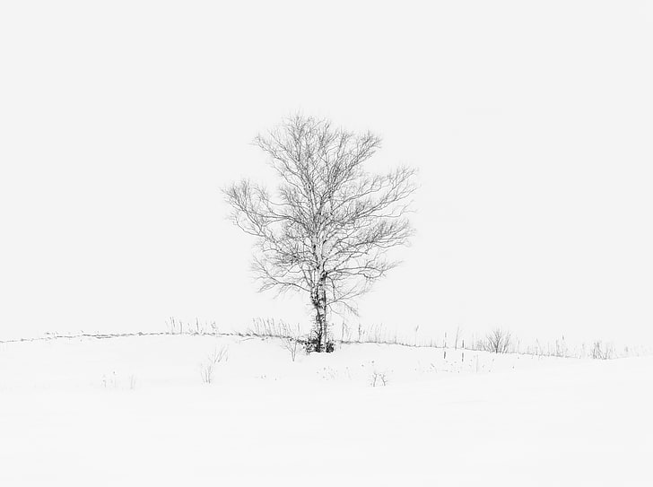 HD wallpaper: Lone Tree, bare tree, Aero, White, Nature, Winter, Black,  Japan | Wallpaper Flare
