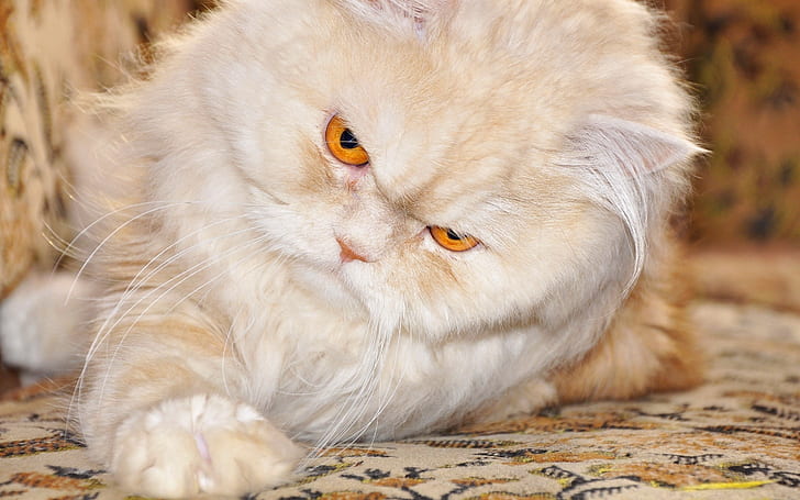 Persian Cat with Red Eyes, grumpy, beautiful