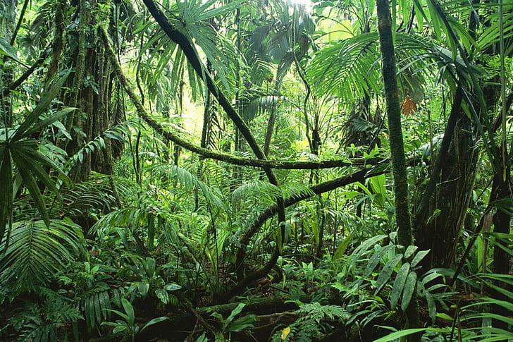 jungle, ferns, green, HD wallpaper